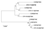 Thumbnail of Phylogenetic analysis of Corynebacterium diphtheriae isolate from a 23-year-old man who died from diphtheria (OTH-17-20; bold) and 9 other isolates collected from hospitals in Singapore during 2013–2017. The tree was constructed by using 7 concatenated housekeeping gene sequences corresponding to the C. diphtheriae multilocus sequence typing scheme (https://pubmlst.org/cdiphtheriae/). Sequences were extracted from whole-genome sequences of each isolate. Concatenated sequences were a