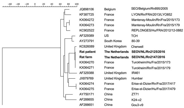 Phylogenetic tree calculated for the coding region (1,290 bp) of the small segment of the nucleocapsid protein in the Seoul virus strain implicated in a human case infection in the Netherlands, September 2016, compared with reference viruses. Boldface indicates isolates from this study; GenBank accession numbers are provided for reference viruses.