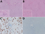 Thumbnail of Histologic and in situ hybridization analyses of livers from cynomolgus macaques infected with Lassa virus (LASV) (1 × 104 50% tissue culture infective dose [TCID50]) and treated 1 time daily with favipiravir (treated) or vehicle only (control). A–B) Histologic analyses. A) Control, showing multifocal neutrophilic infiltrates with hepatocyte necrosis and degeneration (original magnification ×40). Inset shows hepatocyte necrosis (original magnification ×400). B) Treated, showing esse