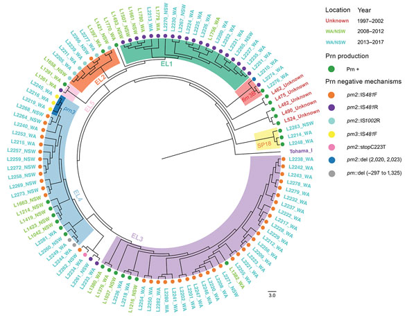 Phylogenomic relationship of 105 Bordetella pertussis epidemic isolates from Australia. The minimum-evolution tree was constructed using 705 SNPs. The isolates are labeled by name (L numbers), followed by states with color to indicate years of isolates. Shaded areas inside circle indicate ELs (EL1–EL5) and branches with isolates belonging to SP18 and those carrying fim3B and prn3 alleles. Prn-positive isolates and different mechanisms of Prn-negative isolates are marked by circles with different