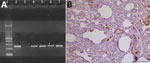 Thumbnail of Evidence of dolphin morbillivirus infection in Eurasian otters (Lutra lutra), southwestern Italy. A) Comparison of nucleoprotein gene amplification products from infected otters, obtained by reverse transcription PCR. A specific band at the expected molecular weight of 287 bp is shown. Lane 1, molecular weight marker (Tracklt 100bp DNA Ladder; Invitrogen, http://www.thermofisher.com); lane 2, positive control (lung tissue from an infected striped dolphin, Stenella coeruleoalba); lan