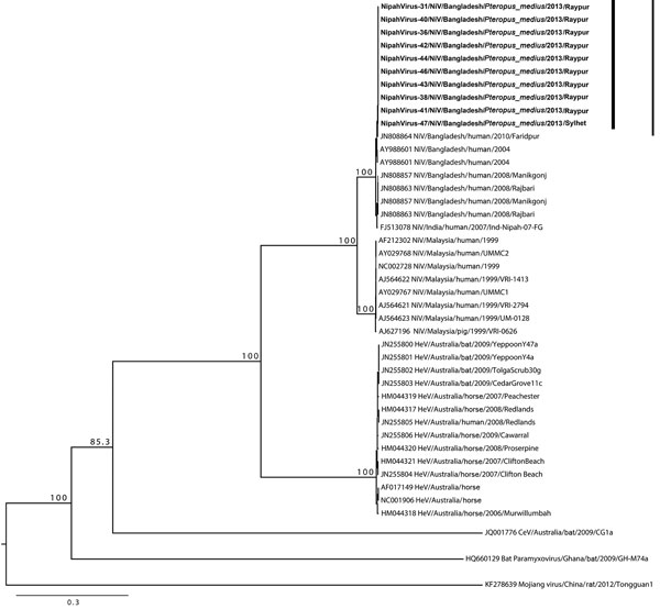Phylogenetic tree of Nipah viruses from bats in Bangladesh (bold) compared with other henipaviruses, generated from full-genome sequences. Tree was constructed by using a maximum-likelihood approach, and robustness of nodes was tested with 1,000 bootstrap replicates. Sequences are labeled according to the following ordination: GenBank accession number or isolate identification number/virus type/country/host/year/strain. Numbers along branches are bootstrap values. Scale bar indicates nucleotide 