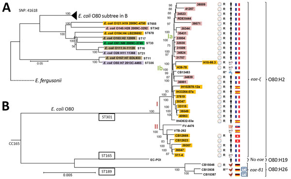 Phylogeny of 36 Escherichia coli serogroup O80 strains isolated from various sources and countries in Europe during 1998–2016 and their relationship to major enterohemorrhagic E. coli lineages. General phylogenic tree rooted on E. fergusonii (GenBank accession no. NC_011740), showing (A) the position of O80 strains among major enterohemorrhagic E. coli lineages (O157:H7 EDL933 NC_002655.2, O26:H11 11368 NC_013361.1, O111:H- 11128 NC_013364.1, O103:H2 12009 NC_013353.1, O55:H7 2013C-4465 CP015241