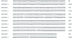 Thumbnail of Sequences obtained during diagnosis of chagasic encephalitis in 31-year-old man in the United States. Alignment of amplicon sequence isolated from the patient was compared with a reference Trypanosoma cruzi 5.8S rRNA internal transcribed spacer sequence (GenBank accession no. L22334.1). Percentage identity was 98.9% (346/350 bases). Hyphens indicate gaps in the genome.