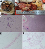 Thumbnail of Gross, microscopic, and immunohistochemical (IHC) findings in 3 cats with highly pathogenic avian influenza A(H5N6) virus infection, South Korea. A) Bloody nasal discharge. B) Severe congestion and edema in the lungs and white-colored foci in the liver. C) Gliosis in the brain. Hematoxylin and eosin stain; original magnification ×100. D) Interstitial pneumonia with degenerated pneumocytes. Hematoxylin and eosin; original magnification ×40. E) Influenza viral antigens in neurons. IHC