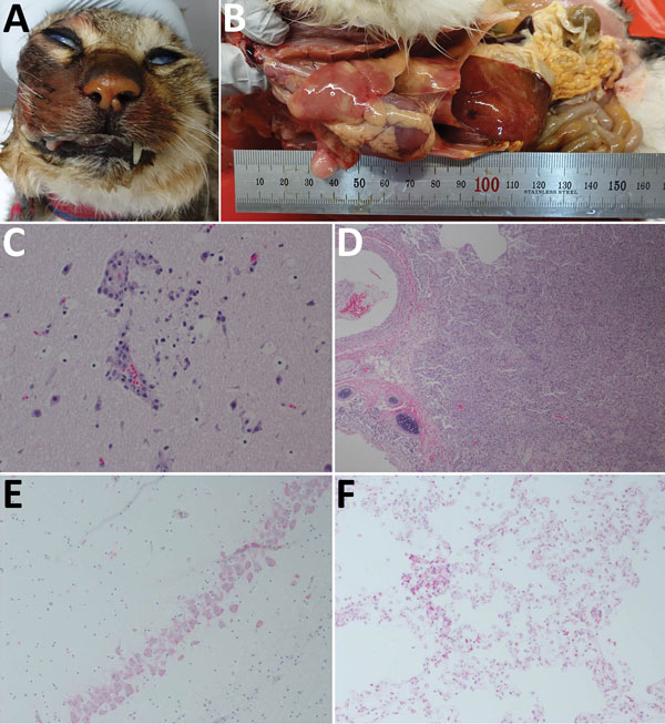 Gross, microscopic, and immunohistochemical (IHC) findings in 3 cats with highly pathogenic avian influenza A(H5N6) virus infection, South Korea. A) Bloody nasal discharge. B) Severe congestion and edema in the lungs and white-colored foci in the liver. C) Gliosis in the brain. Hematoxylin and eosin stain; original magnification ×100. D) Interstitial pneumonia with degenerated pneumocytes. Hematoxylin and eosin; original magnification ×40. E) Influenza viral antigens in neurons. IHC testing; ori