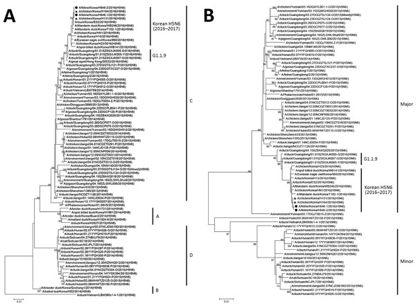 Maximum-likelihood phylogenetic tree of the hemagglutinin (A) and neuraminidase (B) gene segments for highly pathogenic avian influenza A(H5N6) viruses from cats, South Korea, and comparison viruses. Black circles indicate isolates from cats and triangles indicate chicken isolates from this study. Virus sequences from the GISAID EpiFlu database (http://platform.gisaid.org) and GenBank were used for each phylogenetic comparison. The genetic subclades are annotated to the right of the tree. The ge