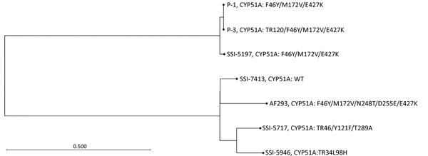 Unrooted phylogenetic tree based on whole-genome sequencing of 2 patient isolates (P-1 and P-3) and 5 reference strains to highlight relatedness between Aspergillus fumigatus isolates, Denmark, 2018. We inferred relatedness by using FastTree version 2.1 (7) based on a 77.69% core genome. Whole-genome sequencing identified 41 single-nucleotide polymorphism (SNP) differences between P-1 and P-3. We observed subtle differences (&lt;5,000 SNPs) between unrelated patient isolate SSI-5197 and P-1/P-3,