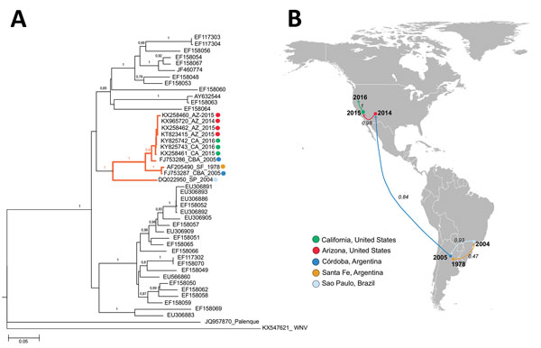 Phylogeny and spread of St. Louis encephalitis virus (SLEV) in the Americas. A) Multiple sequence alignment of 44 complete envelope protein SLEV sequences obtained from GenBank. The orange highlighted cluster contained the emerging SLEV strains isolated in Argentina, Brazil, and western United States. Alignment was performed by ClustalX, followed by tree generation using a neighbor-joining algorithm using MEGA 6 software (https://www.megasoftware.net). Sequences are labeled by their GenBank acce