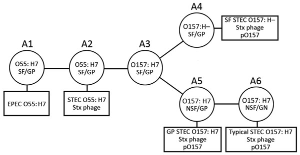 Schematic illustrating model of the stepwise evolution of STEC O157. The proposed stepwise evolution model of STEC O157 was schematically illustrated according to previous reports (8,9). Clonal complexes (CCs) A1 to A6 are indicated, along with phenotypic changes, antigen shifts, and acquisitions of Stx phages and pO157. Squares indicate contemporary circulating STEC O157 clones. EPEC, enteropathogenic E. coli; GP, β-glucuronidase–positive; NSF, non–sorbitol-fermenting; SF, sorbitol-fermenting; 