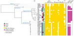 Thumbnail of Whole-genome sequence-based phylogenetic analysis and repertoires of T3SS effectors and plasmid-encoding virulence factors from the study of Stx–producing E. coli O157:H7. The genome sequences of all the strains used in this study were aligned with the complete chromosome sequence of Sakai, and the single-nucleotide polymorphisms located in the 4,074,209-bp backbone sequence that were conserved in all the test strains were identified. After removing the recombinogenic single-nucleot