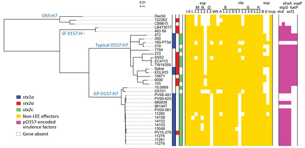 Whole-genome sequence-based phylogenetic analysis and repertoires of T3SS effectors and plasmid-encoding virulence factors from the study of Stx–producing E. coli O157:H7. The genome sequences of all the strains used in this study were aligned with the complete chromosome sequence of Sakai, and the single-nucleotide polymorphisms located in the 4,074,209-bp backbone sequence that were conserved in all the test strains were identified. After removing the recombinogenic single-nucleotide polymorph