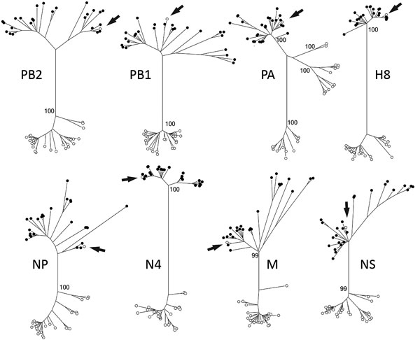 Maximum-likelihood phylogenetic trees showing inferred relationships among nucleotide sequences for the complete coding regions of gene segments for influenza A virus strain A/northern pintail/Alaska/UGAI16–3997/2016(H8N4) (white circle indicated with an arrow) and reference sequences from viruses isolated from birds in Eurasia (black circles) and North America (white circles). Bootstrap support values for continentally affiliated clades are shown. Phylogenetic trees with complete strain names a