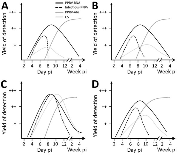 Progression of experimental infection with PPRV lineage IV strain Kurdistan/2011 in pigs, wild boar, goats, and sheep, Germany. Results are shown for endpoint dilution assay (A), reverse transcription quantitative PCR (B), competitive ELISA (C), and clinical score sheets (D). A detailed description of the infection experiment is provided in the Technical Appendix). Abs, antibodies; CS, clinical signs; pi, postinfection; PPRV, small ruminant morbillivirus (formerly called peste des petits ruminan