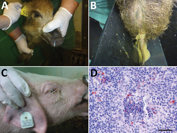 Clinical signs observed in wild boar and pigs and small ruminant morbillivirus (formerly called peste des petits ruminants virus; PPRV) antigen detection in a pig tonsil in experimental study of PPRV transmission, Germany. A) Purulent nasal discharge in wild boar 4 at 8 days after infection; B) diarrhea in wild boar 4 at 7 days after infection; C) swollen eyelids in pig 3 at 10 days after infection; D) PPRV antigen (red) in the tonsil of pig 1 at 30 days after infection (≈22 days after contact i