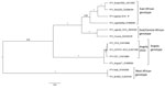 Thumbnail of Bayesian maximum clade credibility tree of the Uganda 2016 YFV. Phylogenetic inference of the Uganda 2016 YFV strain (asterisk) representing partial coding regions of the membrane and envelope genes compared with reference YFV genotypes. Posterior probabilities are shown for each branch. Reference YFV strains are labeled with strain designation and GenBank accession numbers. YFV, yellow fever virus. Scale bar indicates nucleotide substitutions per site.