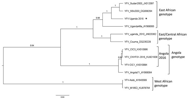 Bayesian maximum clade credibility tree of the Uganda 2016 YFV. Phylogenetic inference of the Uganda 2016 YFV strain (asterisk) representing partial coding regions of the membrane and envelope genes compared with reference YFV genotypes. Posterior probabilities are shown for each branch. Reference YFV strains are labeled with strain designation and GenBank accession numbers. YFV, yellow fever virus. Scale bar indicates nucleotide substitutions per site.