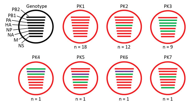 Genotypes of influenza A(H9N2) viruses from Pakistan. Full genome sequences of 43 contemporary H9N2 avian influenza viruses from Pakistan were used to generate 7 unique genotypes, designated PK1–PK7. Each circle represents a genotype, and n values indicate the total number of viruses assigned to the given genotype. Each line within a circle represents a virus gene segment, and different segment colors between the same gene correspond to a &gt;2% nucleotide difference. Black indicates wild-type v
