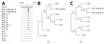 Thumbnail of Comparison of Trypanosoma cruzi açaí juice samples and Chagas disease patient blood samples, Brazilian Amazon. A) Alignment of GPI sequences from açaí juice samples and patient blood samples. B–C) Phylogenetic position of T. cruzi responsible for the 2017 Chagas disease outbreak in the Brazilian Amazon, based on the cytochrome oxidase subunit II gene sequences (best-fit model: Hasegawa-Kishino-Yano) and on the GPI gene sequences (best-fit model: Kimura 2-parameter). The following st