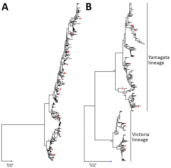Neighbor-joining phylogenetic inference of near-complete hemagglutinin protein of influenza A(H3N2) (A) and influenza B (B), Hong Kong, China, 1996–2012. Pairwise protein sequence distances were calculated using a Poisson model. Blue squares denote ancestral influenza strains: influenza A(H3N2), A/Hong Kong/1/1968, GenBank accession no. CY044261; influenza B, B/Lee/1940, accession no. CY115111. Red squares denote recommended vaccine strains; for clarity, only those used in Figures 3 and 4 are sh