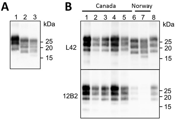 Western blot analysis of PrPres in brains of chronic wasting disease-affected cervids from Norway and Canada. A) Western blot analysis PrPres in brains of moose and reindeer from Norway. Membrane was probed with L42 monoclonal antibodies. Molecular weights (kDa) are indicated on the right. Tissue equivalent loaded per lane was 1 mg. B) Western blot analysis of PrPres from moose isolates from Norway (lanes 6–7) compared with PrPres from chronic wasting disease–affected elk or wapiti (lanes 1–3), 