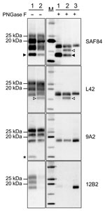Thumbnail of Characterization of PrPres fragments from moose (Alces alces) in Europe by epitope mapping. Mapping with mAbs spanning the whole prion protein enabled the analysis of PrPres in moose samples before (PNGase F–) and after deglycosylation (PNGase F+), based on presence or absence of the epitopes and apparent molecular weight. Solid arrowheads indicate C-terminal fragment of ≈13 kDa fragment (present in both samples and detected with SAF84 mAbs). Open arrowheads indicate C-terminal frag