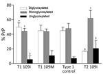 Thumbnail of Glycoform ratio of protease-resistant, disease-related prion protein (resPrPD) in phenotypes T1 and T2. The ratio of resPrPD associated with T1 (T1 109I) was 48% for diglycosylated, 44% for monoglycosylated, and 8% for unglycosylated conformers and significantly differed in each glycoform from the 17%, 63%, and 20% corresponding ratio of T2 (T2 109I). *p&lt;0.0001; †p&lt;0.005; ‡p&lt;0.05). Glycoform ratios of T1 109I and T1 109M as well as that of type 1 control (from bank voles 10