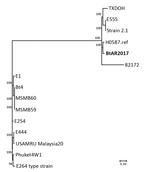 Thumbnail of Dendrogram used for characterization of Burkholderia thailandensis isolate (bold) from an infected wound, Arkansas, USA, 2017, compare with reference isolates. Generated in MEGA 7.0 software (http://www.megasoftware.net) from results of maximum-parsimony phylogenetic analysis of core single nucleotide polymorphisms from available B. thailandensis genomes (conducted by using Parsnp, a component of the Harvest 1.3 software suite [https://github.com/marbl/harvest]). 