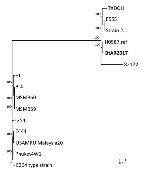 Dendrogram used for characterization of Burkholderia thailandensis isolate (bold) from an infected wound, Arkansas, USA, 2017, compare with reference isolates. Generated in MEGA 7.0 software (http://www.megasoftware.net) from results of maximum-parsimony phylogenetic analysis of core single nucleotide polymorphisms from available B. thailandensis genomes (conducted by using Parsnp, a component of the Harvest 1.3 software suite [https://github.com/marbl/harvest]). 