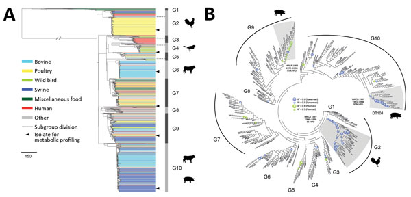 Phylogenetic structure of 1,267 Salmonella enterica serotype Typhimurium isolates. A) Maximum-likelihood phylogeny from 46 US states and 39 other countries. The tree was rooted at midpoint. Ten major population groups (G1–G10) were delineated. Each dashed line shows the division of subgroups in G2, G3, G4, and G5 (e.g., G2a and G2b). Each isolate is color coded by source. Arrowheads indicate isolates selected for metabolic profiling using Phenotype Microarrays (Biolog, https://biolog.com). Scale