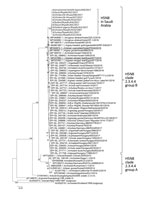 Thumbnail of Phylogenetic analysis of hemagglutinin sequences of influenza A(H5N8) viruses detected in oropharyngeal and cloacal swab samples from birds in Saudi Arabia. Aligned sequences were analyzed in MEGA7 (http://www.megasoftware.net). We constructed the phylogenetic tree using the neighbor-joining method. Representative viral sequences and viral sequences that are highly similar to those reported in this study were included in the analysis. H5N8 viruses reported in this study are labeled.