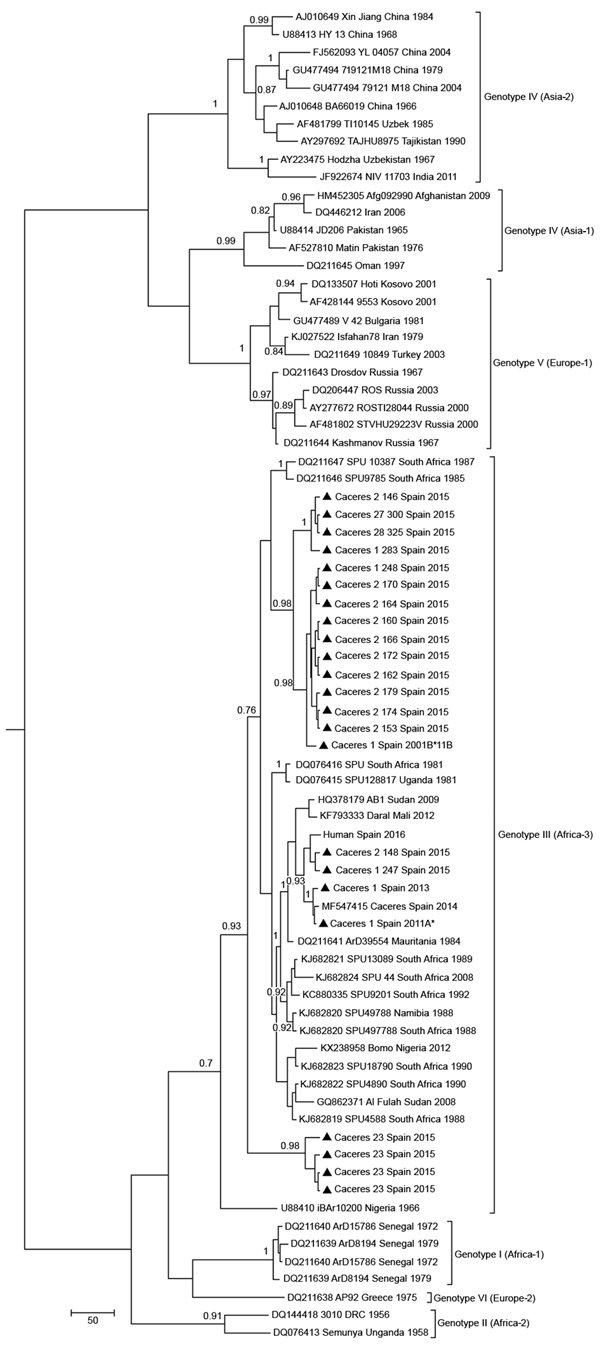 Maximum clade credibility genealogy based on partial (175-nt) sequences of the Crimean-Congo hemorrhagic fever virus small RNA segment of viruses from Spain and reference sequences. Numbers along branches indicate posterior probability values for the groups (values &lt;0.70 are not shown). Triangles indicate newly sequenced strains from Spain reported in this study, which are identified by geographic origin, sampling site, and sampling year. Other sequences are indicated by GenBank accession num