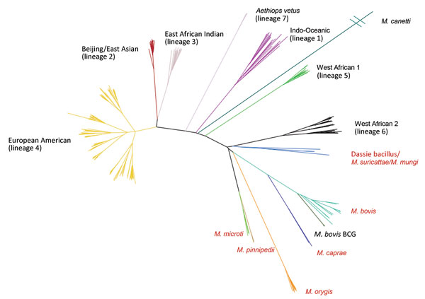 Maximum-likelihood tree built from 70,144 informative positions from whole-genome sequences of all 323 Mycobacterium tuberculosis complex samples in the calibration set for the new SNPs to Identify TB tool. Lineages are of Mycobacterium tuberculosis. Red text denotes animal subspecies. BCG, bacillus Calmette–Guérin; SNP, single-nucleotide polymorphism.