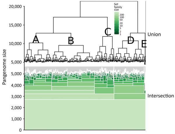 Hierarchical set analysis of 404 Escherichia coli serogroup O26 isolates in investigation of historical importation of Shiga toxin–producing E. coli serogroup O26 and nontoxigenic variants into New Zealand, with a hierarchical set RaxML pangenome tree (top of figure) and shared gene groups visualized in green (bottom of figure). This figure illustrates shared gene groups after pangenome analysis. The union portion represents the pangenome relatedness between bacterial isolates. A–E indicate clad