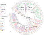 Thumbnail of Maximum clade credibility tree of time of most recent common ancestor analysis of 344 Escherichia coli serogroup O26 sequence type 21 isolates in investigation of historical importation of Shiga toxin–producing E. coli serogroup O26 and nontoxigenic variants into New Zealand. Key convergence dates are annotated with 95% highest posterior density intervals, and the concentric circles indicate earlier time periods (blue, 100 years; gray, 50 years) from the age of the newest isolate (2