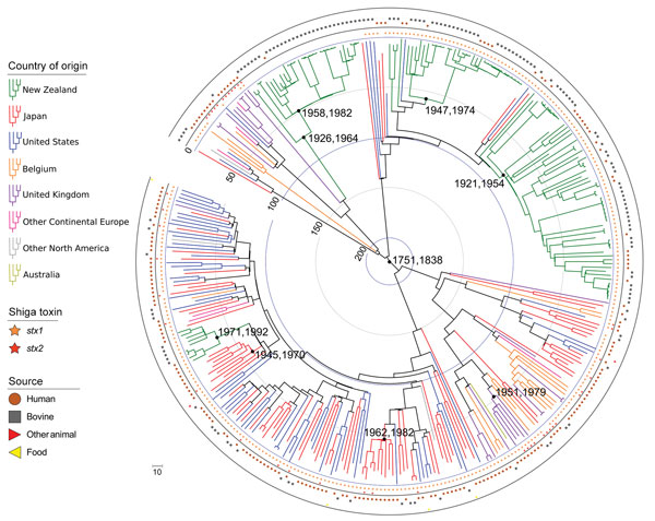Maximum clade credibility tree of time of most recent common ancestor analysis of 344 Escherichia coli serogroup O26 sequence type 21 isolates in investigation of historical importation of Shiga toxin–producing E. coli serogroup O26 and nontoxigenic variants into New Zealand. Key convergence dates are annotated with 95% highest posterior density intervals, and the concentric circles indicate earlier time periods (blue, 100 years; gray, 50 years) from the age of the newest isolate (2017.5 in deci