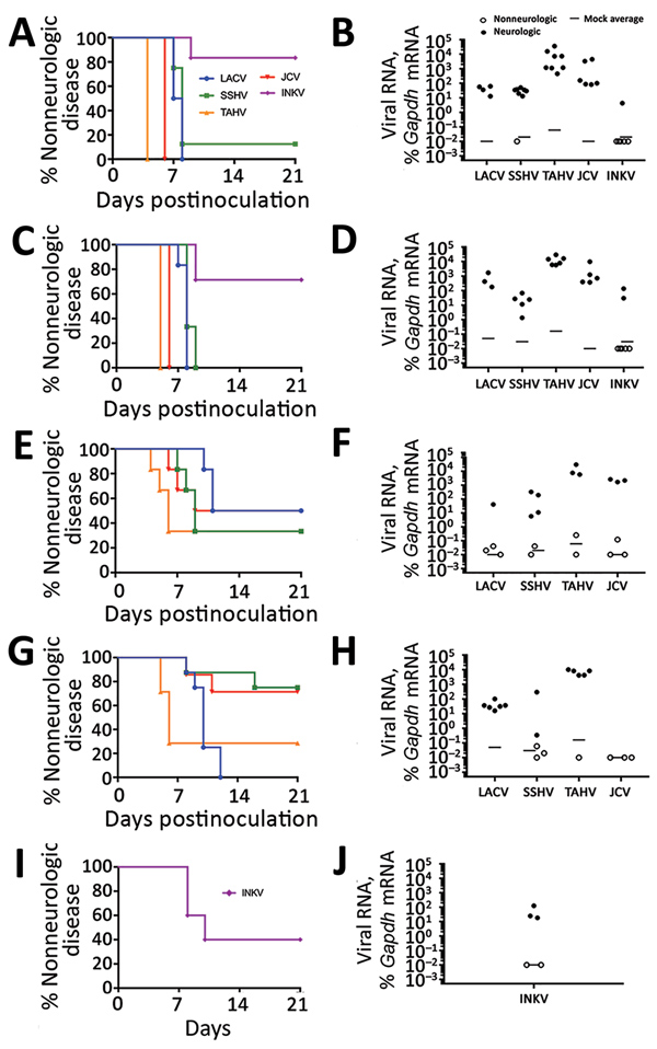 Neurovirulence of California serogroup (CSG) viruses in adult, aged, and weanling mice after intranasal inoculation in study of neuropathogenesis of encephalitic CSG viruses. Groups of adult (A, B) and aged (C, D) mice (6–8 mice per group) were inoculated with 104 PFU of each virus; groups of adult (E, F) and aged (G, H) mice (6–8 mice per group) were inoculated with 102 PFU of LACV, SSHV, TAHV, and JCV; and 5 weanling mice were inoculated with 104 PFU of INKV (I, J). E, G) Survival rate differe