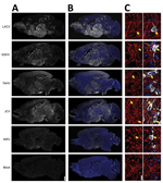 Thumbnail of Viral antigen in brains of adult and aged mice exhibiting neurologic disease after intranasal inoculation of 104 PFU of California serogroup (CSG) viruses in study of neuropathogenesis of encephalitic CSG viruses. We evaluated &gt;4 brains from mice infected with each CSG virus, except INKV (where only 3 brains from mice with neurologic disease were available), for viral immunoreactivity. A, B) Representative images showing distribution of virus (white) and virus merged with Hoechst
