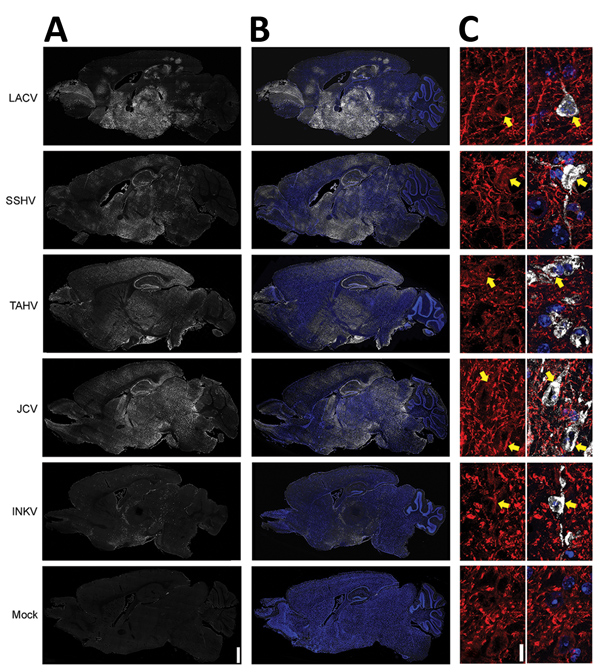 Viral antigen in brains of adult and aged mice exhibiting neurologic disease after intranasal inoculation of 104 PFU of California serogroup (CSG) viruses in study of neuropathogenesis of encephalitic CSG viruses. We evaluated &gt;4 brains from mice infected with each CSG virus, except INKV (where only 3 brains from mice with neurologic disease were available), for viral immunoreactivity. A, B) Representative images showing distribution of virus (white) and virus merged with Hoechst nuclear stai