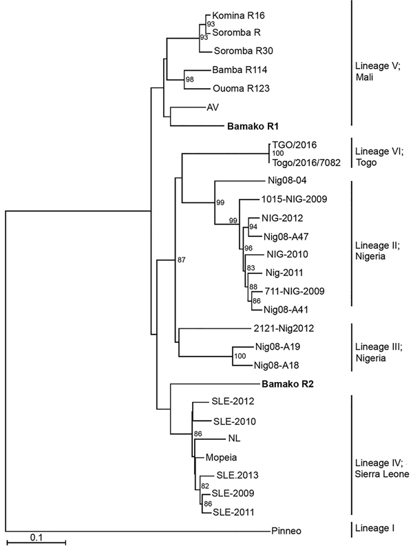 Phylogenetic analysis of representative Lassa virus (LASV) isolates identified in Mali in 2016 (bold) and reference isolates. The tree was constructed by using full-length sequences of the small RNA segment and the neighbor-joining method with bootstrapping to 10,000 iterations. Partial sequences were compared by using the pairwise deletion method. The tree is drawn to scale. Evolutionary analyses were conducted in MEGA7 (https://www.megasoftware.net). Scale bar indicates nucleotide substitution