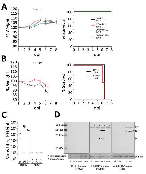 Results of virulence testing of BRBV in immunocompetent mice. A, B) B6 mice (n = 4) infected intraperitoneally with the indicated doses of BRBV (A) or DHOV (B) were monitored for wWeight (mean +SEM) and survival. Animals were euthanized if they lost &gt;25% bodyweight or showed severe illness. C) For virus growth, B6 mice (n = 5) were infected intraperitoneally with 100 PFU of DHOV and 1,000 PFU of BRBV. After 4 days, liver, lung, and spleen were harvested and a plaque assay performed. Geometric