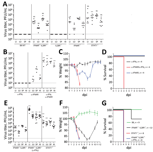 Immune response to BRBV in vivo. A) B6 WT (n = 5) mice or animals with a knockout in IFNAR (IFNAR−/−) (n = 6), IL28R−/− (n = 6), IFNAR−/− IL28R−/− double knockout (n = 6), or STAT1−/− (n = 7) infected intraperitoneally with BRBV (1000 pfu). Liver, lung, spleen, and kidney were harvested at day 4 and viral titers determined. B) B6 WT animals (n = 4/group) treated with monoclonal antibodies directed against IFNAR-1 (0.5 mg/mouse 24 h before and 24 h after infection) or against IFN-γ (1 mg/mouse 24
