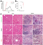 Thumbnail of Pathology of BRBV-infected mice. A) B6 WT, IFNAR−/−, and STAT1−/− animals (n = 5 for each group) infected intraperitoneally with 100 PFU of BRBV and monitored daily for weight and clinical signs (mean +SD); scoring system described in Appendix Table. B) Serum samples of infected B6 WT (n = 7), IFNAR−/− (n = 7), and STAT1−/− (n = 5) animals harvested at day 4 and analyzed for ALT (mean +SD). Statistical analysis was performed with a 1-way analysis of variance (Tukey multiple comparis