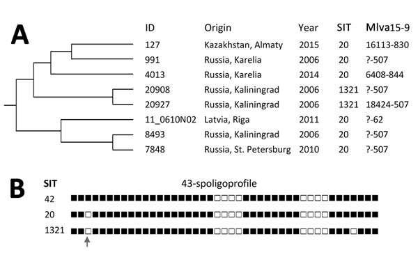 Mycobacterium tuberculosis RD-Rio strain in Kazakhstan. A) Section of the variable-number tandem-repeat–based dendrogram of the Latin-American-Mediterranean family of Mycobacterium tuberculosis RD-Rio strain with enlarged branch including SIT20 strain from Kazakhstan. All isolates were drug-susceptible. The complete dendrogram with VNTR profiles is provided in Appendix Figure 1. B) Binary spoligoprofiles of the studied strains.