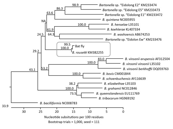 Phylogenetic relationships of Bartonella rousetti (proposed name) obtained from Egyptian fruit bats (Rousettus aegyptiacus) collected in Nigeria, 2010 and 2013, and other Bartonella species and bat-associated Bartonella based on internal transcribed spacer sequences. The neighbor-joining method by the Kimura 2-parameter distance method and bootstrap calculation was conducted with 1,000 replicates for phylogenetic analysis. The internal transcribed spacer sequence obtained from the bat flies was 
