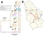 Thumbnail of Most likely temporal and spatial origin of Mycobacterium tuberculosis complex (MTBC) TUR genotype outbreak strains in Serbia. A) Location annotated time-scaled phylogeny (maximum clade credibility tree) derived from a Bayesian discrete trait phylogeographical analysis of 37 lineage 4.2.2.1 (TUR genotype) multidrug-resistant (MDR) MTBC isolates. Branches are color-coded according to the most likely place of infection, assuming a fast-progression hypothesis (Appendix 1). Branches are 