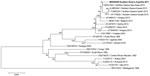 Thumbnail of Phylogenetic tree of West Nile virus lineage 2 strains from a Eurasian magpie in Greece (bold) compared with reference strains. Each strain is listed by GenBank accession number, geographic origin, and collection date. Bootstrap values are shown as percentages at each tree node. Scale bar indicates substitutions per site.
