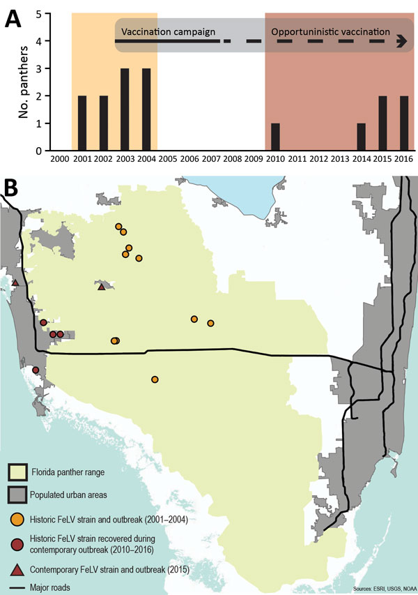 Temporally and spatially distinct FeLV cases in endangered Florida panthers, Florida, USA. A) Incidence of FeLV in live-caught and necropsied Florida panthers. Recaptured panthers are not represented. Different colors indicate first (yellow) and second (red) outbreak events. A vaccination campaign began in 2003 and efforts to actively vaccinate panthers continued until 2007; vaccination has continued opportunistically since the campaign. B) Distribution of historic and contemporary Florida panth
