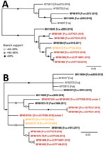 Thumbnail of Maximum-likelihood phylogenetic trees showing 2 distinct FeLV-Pco clades in Florida panthers, Florida, USA. A) Full-genome phylogeny indicates Florida FeLV-A sequences are monophyletic. Historic and contemporary FeLV outbreak sequences reside in 1 clade, and a second clade consists solely of contemporary FeLV outbreak sequences. B) Genotyping sequence phylogeny generated from concatenating 3 regions of ≈100 bp (LTR-gag, gag and env) compare full-genome isolates demonstrated in panel