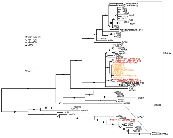Env phylogenies supporting relationships established in the full-genome tree and document FeLV-B-Pco relationship to other known recombinant viruses in Florida panthers, Florida, USA. The env tree shows FeLV-A, FeLV-B, and enFeLV sequences (neighbor-joining analysis). One Florida panther sequence (MF681671) can be found in the FeLV-B cluster, identifying it as the recombinant subgroup. Black text indicates FeLV from domestic cats, orange indicates FeLV from panthers during the historic outbreak 